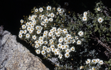 APII jpeg image of Olearia phlogopappa var. flavescens  © contact APII