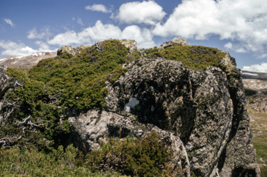 APII jpeg image of Podocarpus lawrencei  © contact APII