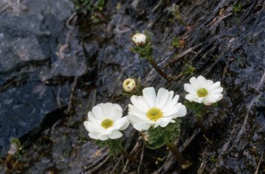 APII jpeg image of Ranunculus anemoneus  © contact APII