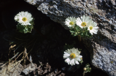 APII jpeg image of Ranunculus anemoneus  © contact APII