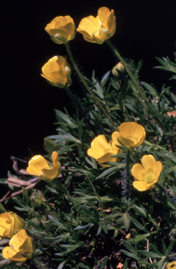 APII jpeg image of Ranunculus dissectifolius  © contact APII