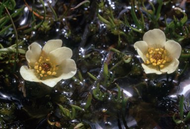 APII jpeg image of Ranunculus millanii  © contact APII