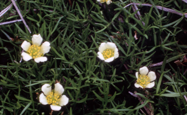 APII jpeg image of Ranunculus millanii  © contact APII