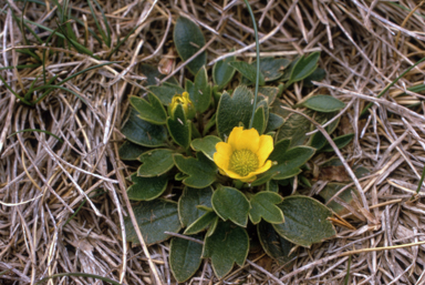 APII jpeg image of Ranunculus muelleri  © contact APII
