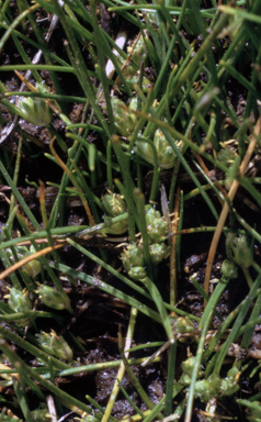 APII jpeg image of Isolepis montivaga  © contact APII