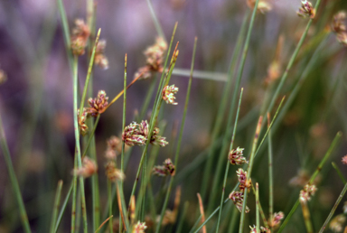APII jpeg image of Isolepis subtilissima  © contact APII