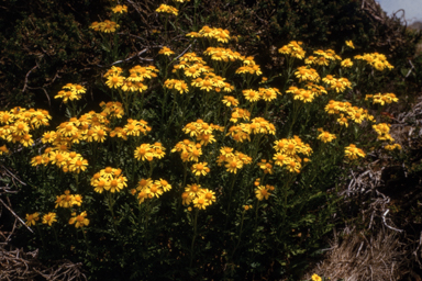 APII jpeg image of Senecio lautus  © contact APII