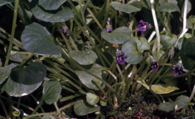 APII jpeg image of Viola fuscoviolacea  © contact APII