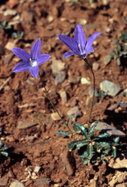 APII jpeg image of Wahlenbergia gloriosa  © contact APII