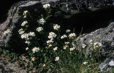 APII jpeg image of Cardamine lilacina  © contact APII